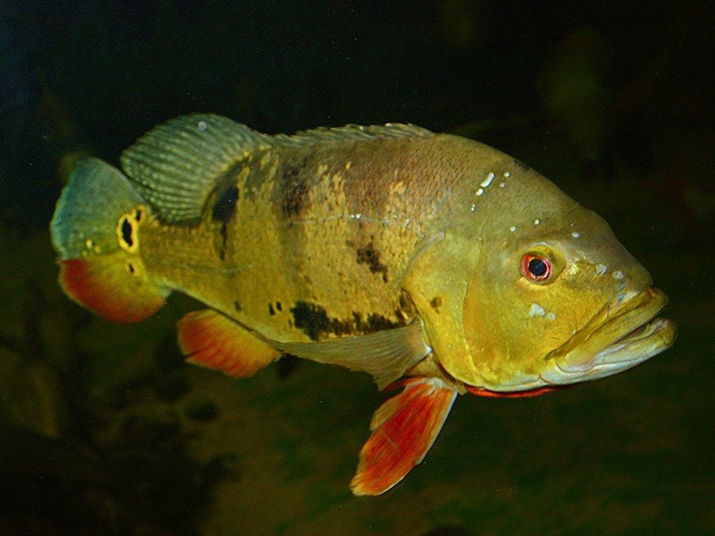 Peacock Bass (female). Cichla ocellaris (Cichlidae) Cichlid