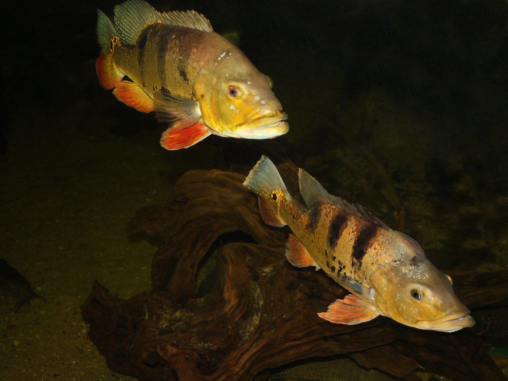 Peacock Bass (female top male bottom pair)*. Cichla ocellar