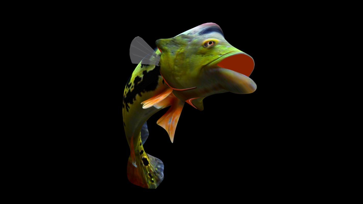 Peacock bass rigged 3D model