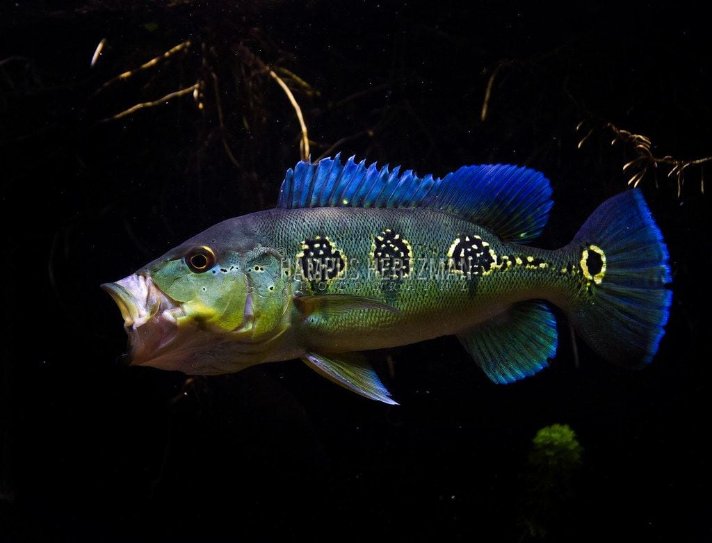 Cichla orinocoensis. Orinoco peacock bass