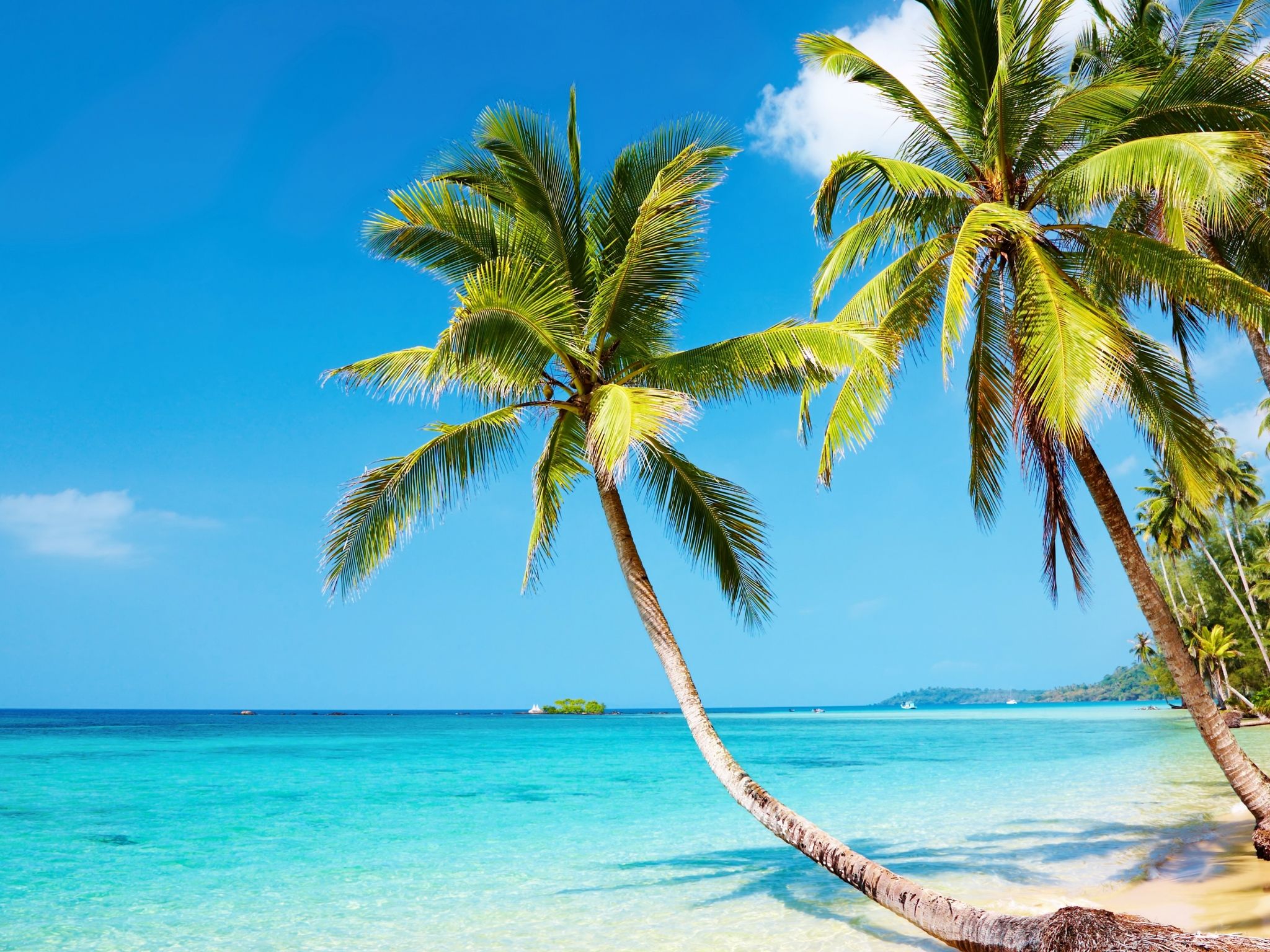 Tropical Beach Wallpaper iPad