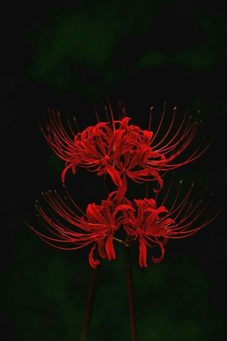 Red higanbana ideas. red spider lily, beautiful flowers, lily