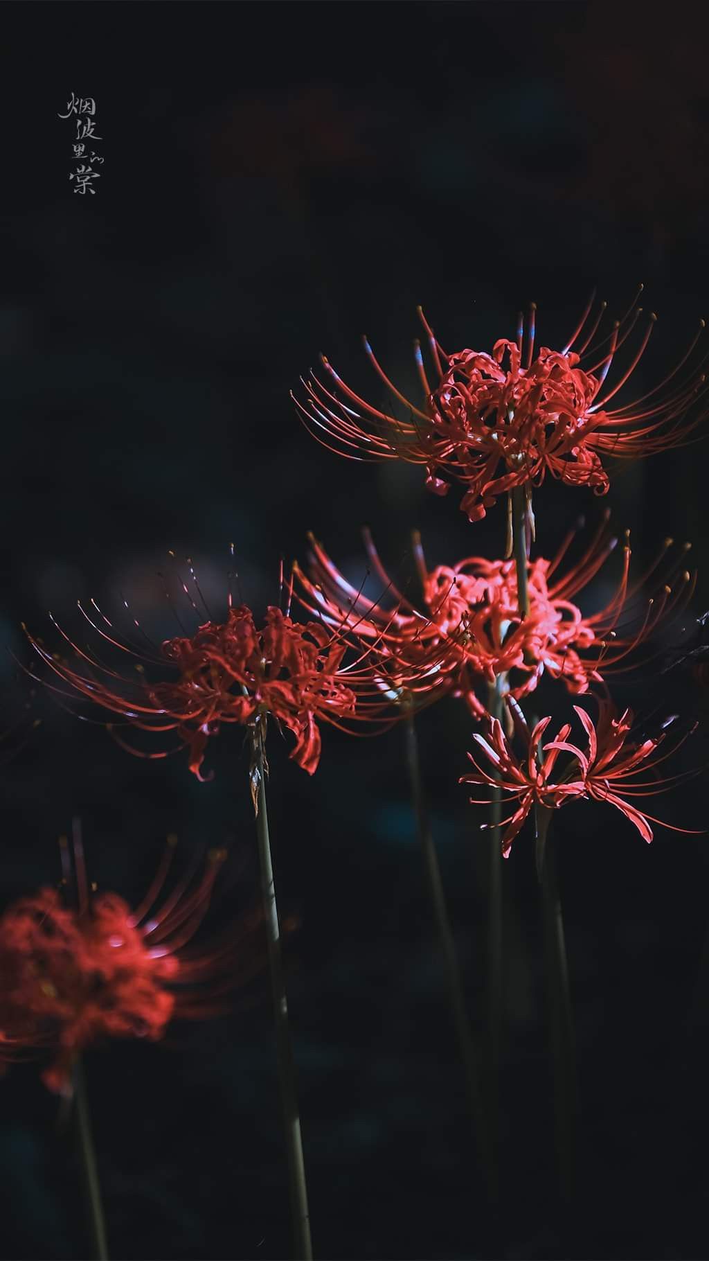 Higanbana. ideas. red spider lily, flowers, radiata