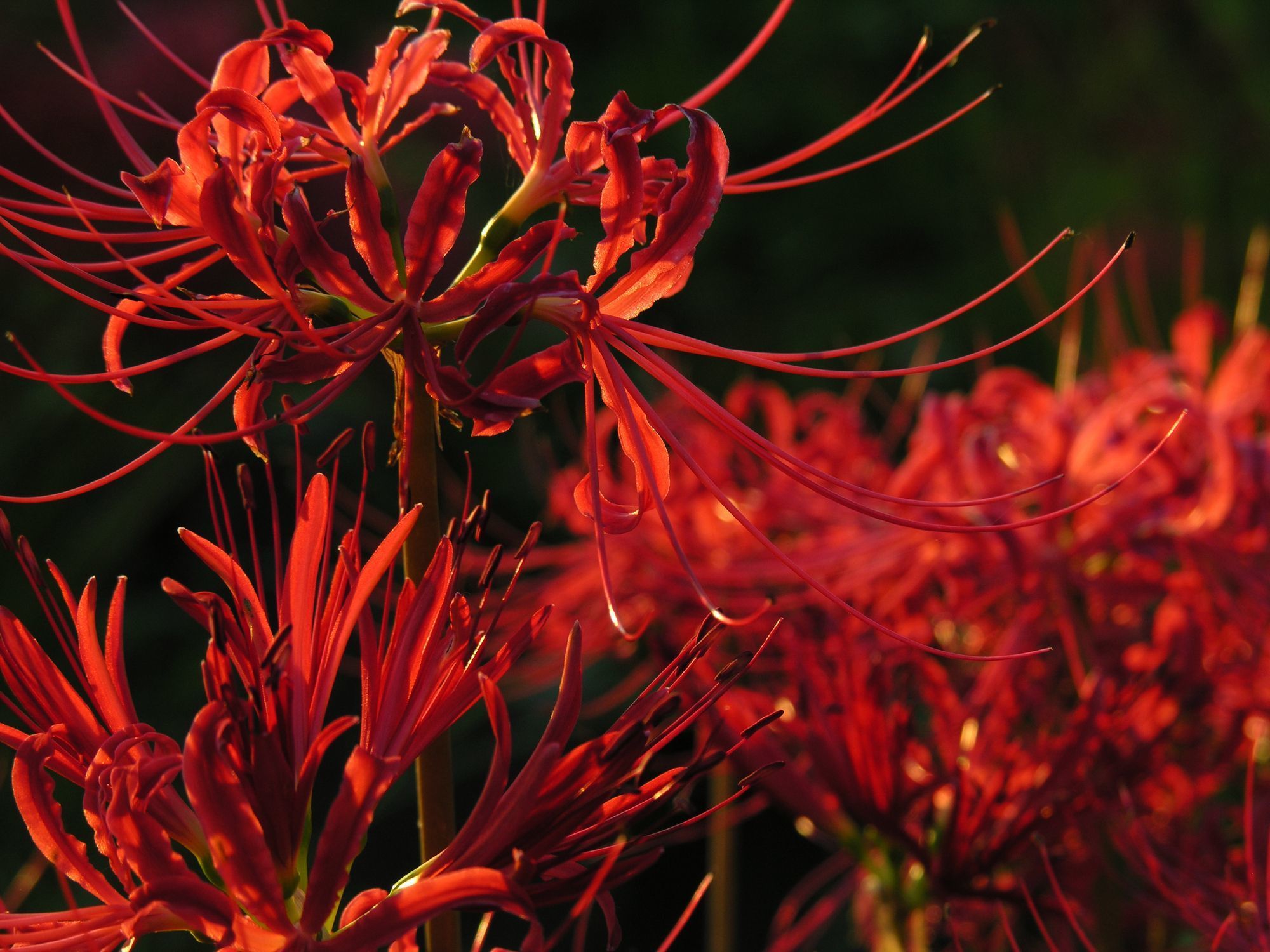 Spider Lily Wallpaper