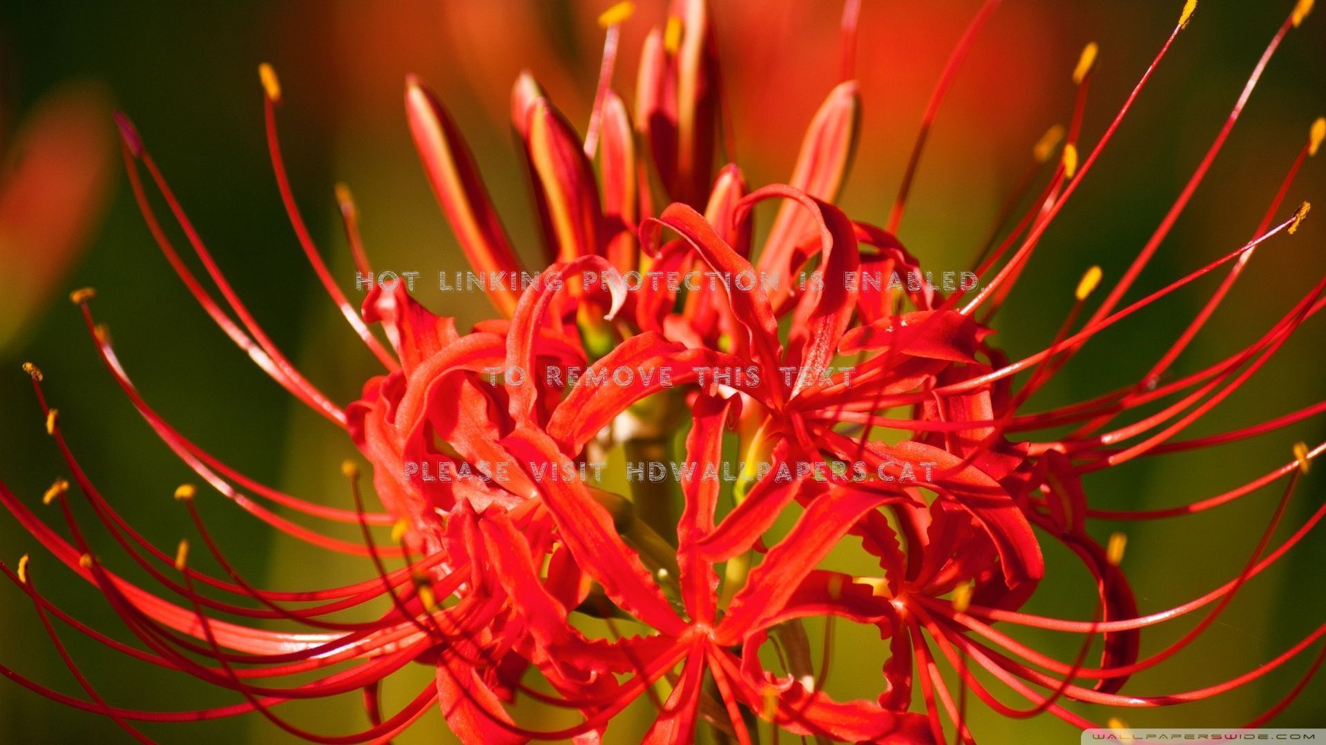 Spider Lily Wallpaper