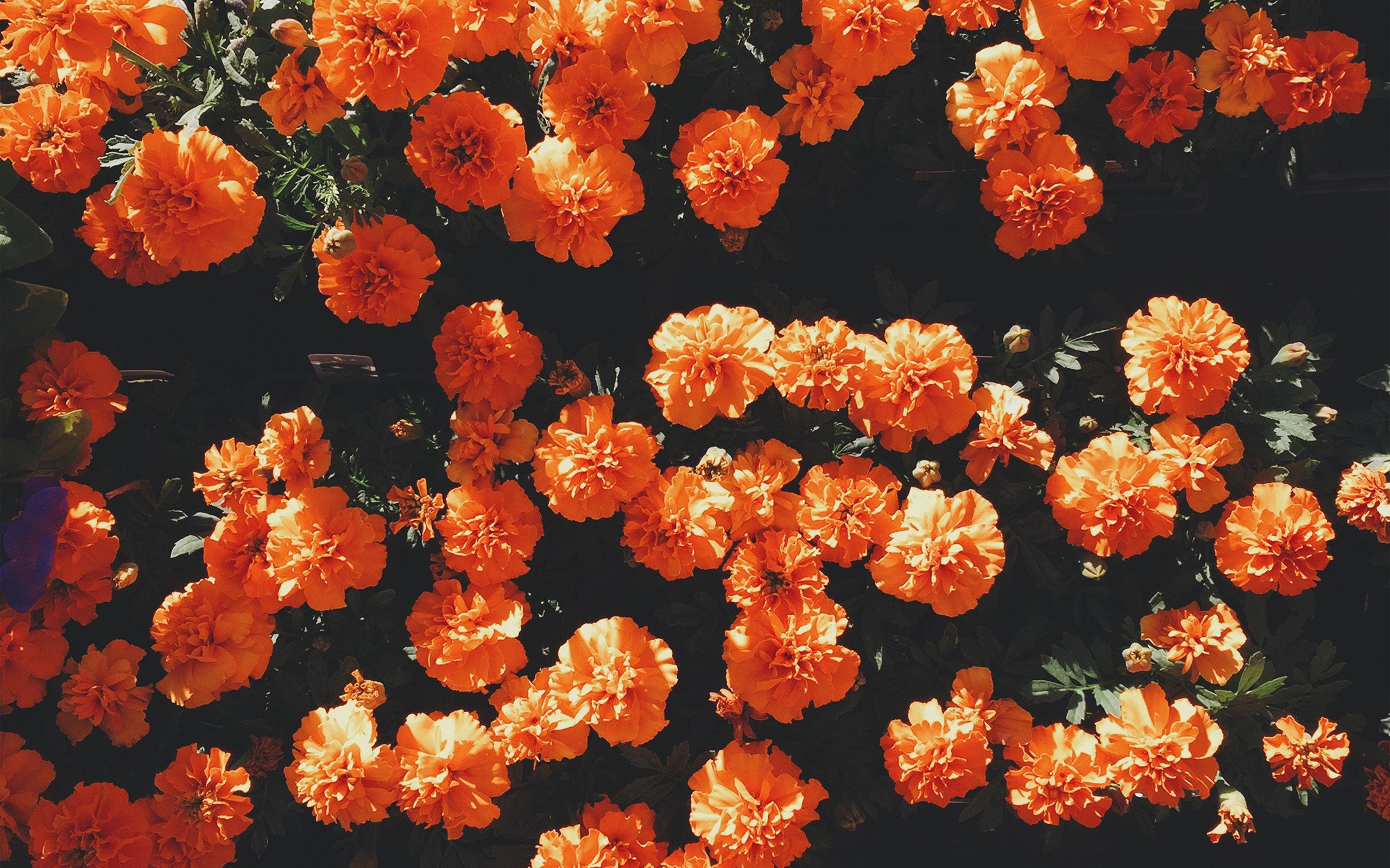 Red Summer Flower Wallpapers - Wallpaper Cave