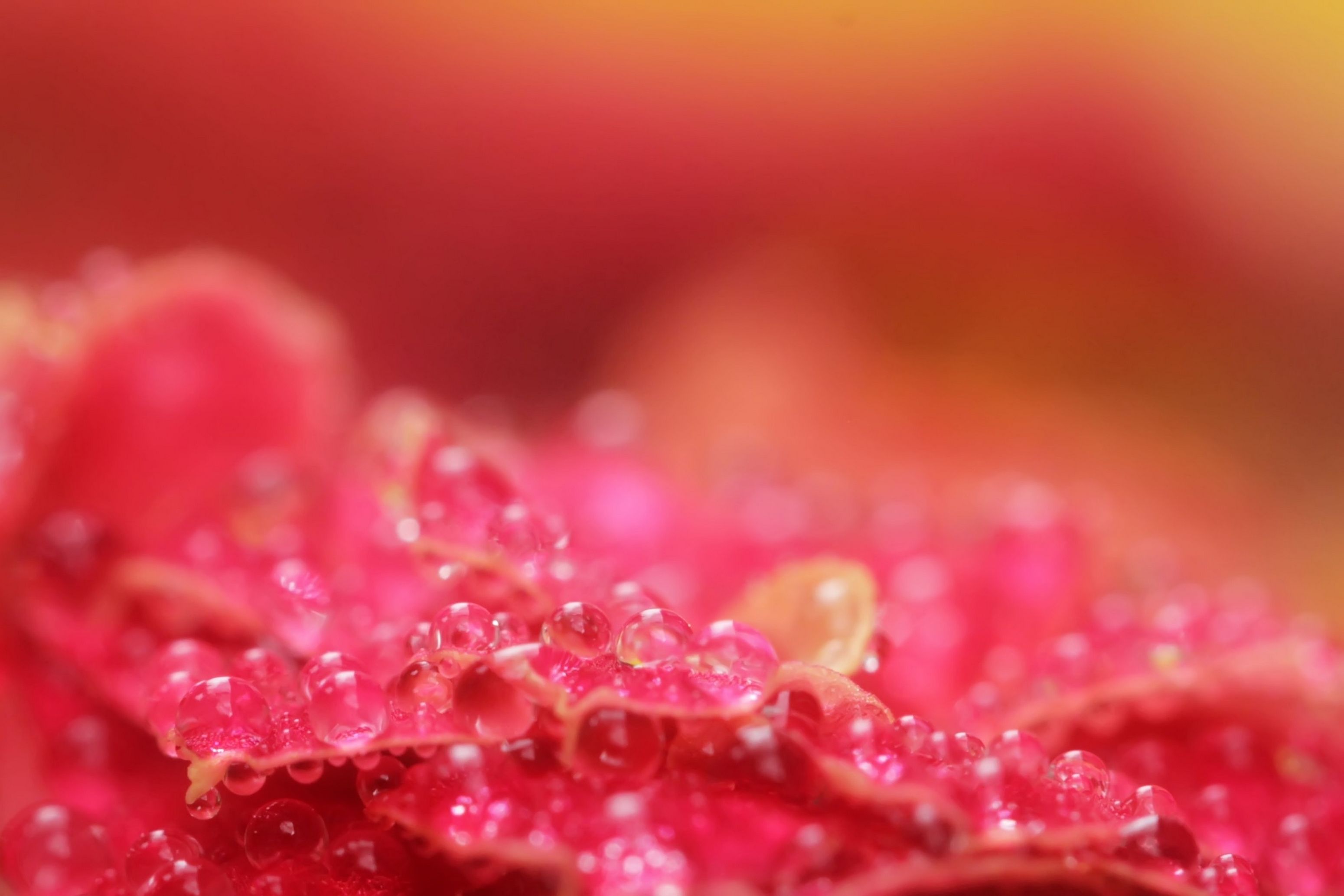 Wallpaper, flowers, red, summer, flower, macro, nature, rain, season, petals, drops, drop, botanic 3100x2067