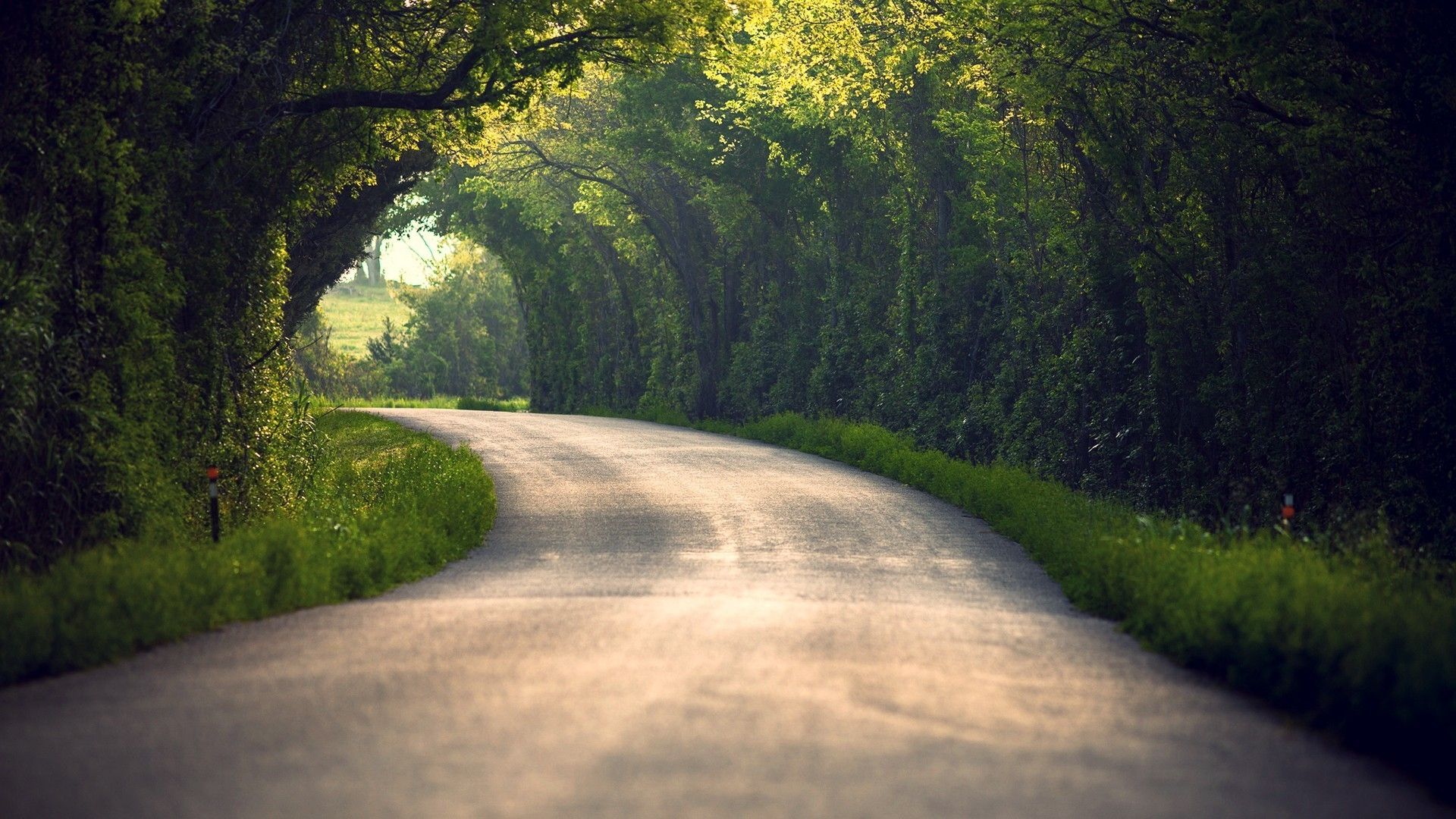 Wallpaper, sunlight, trees, landscape, forest, leaves, nature, grass, road, green, morning, mist, summer, infrastructure, light, tree, autumn, leaf, season, woodland, rural area, habitat, natural environment, atmospheric phenomenon, woody plant