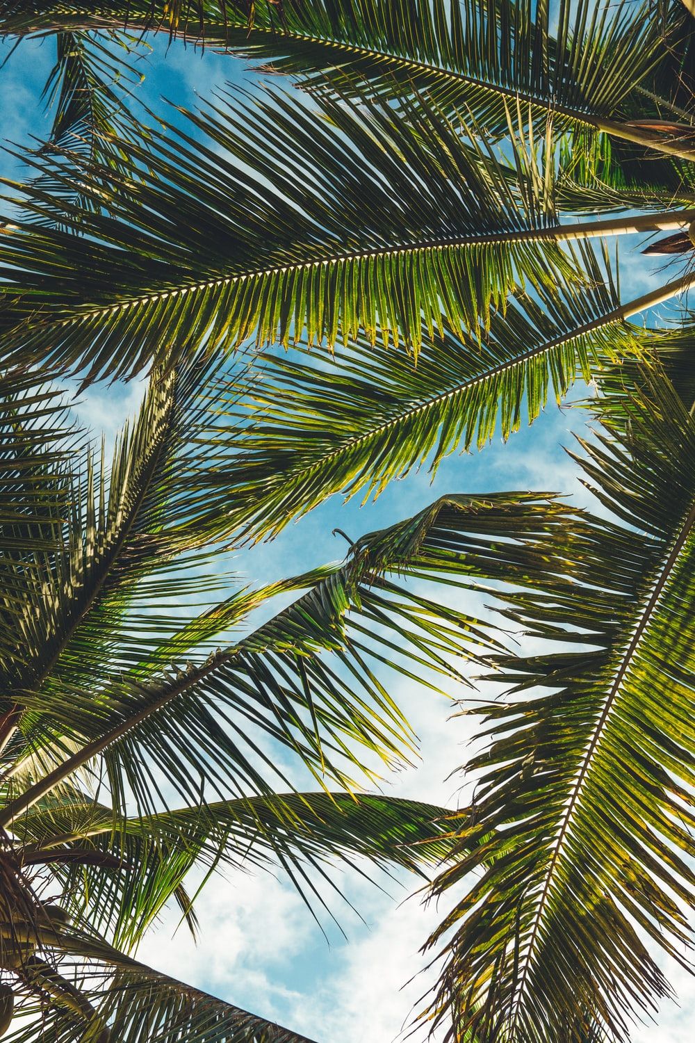 coconut tree leaves under blue sky during daytime photo