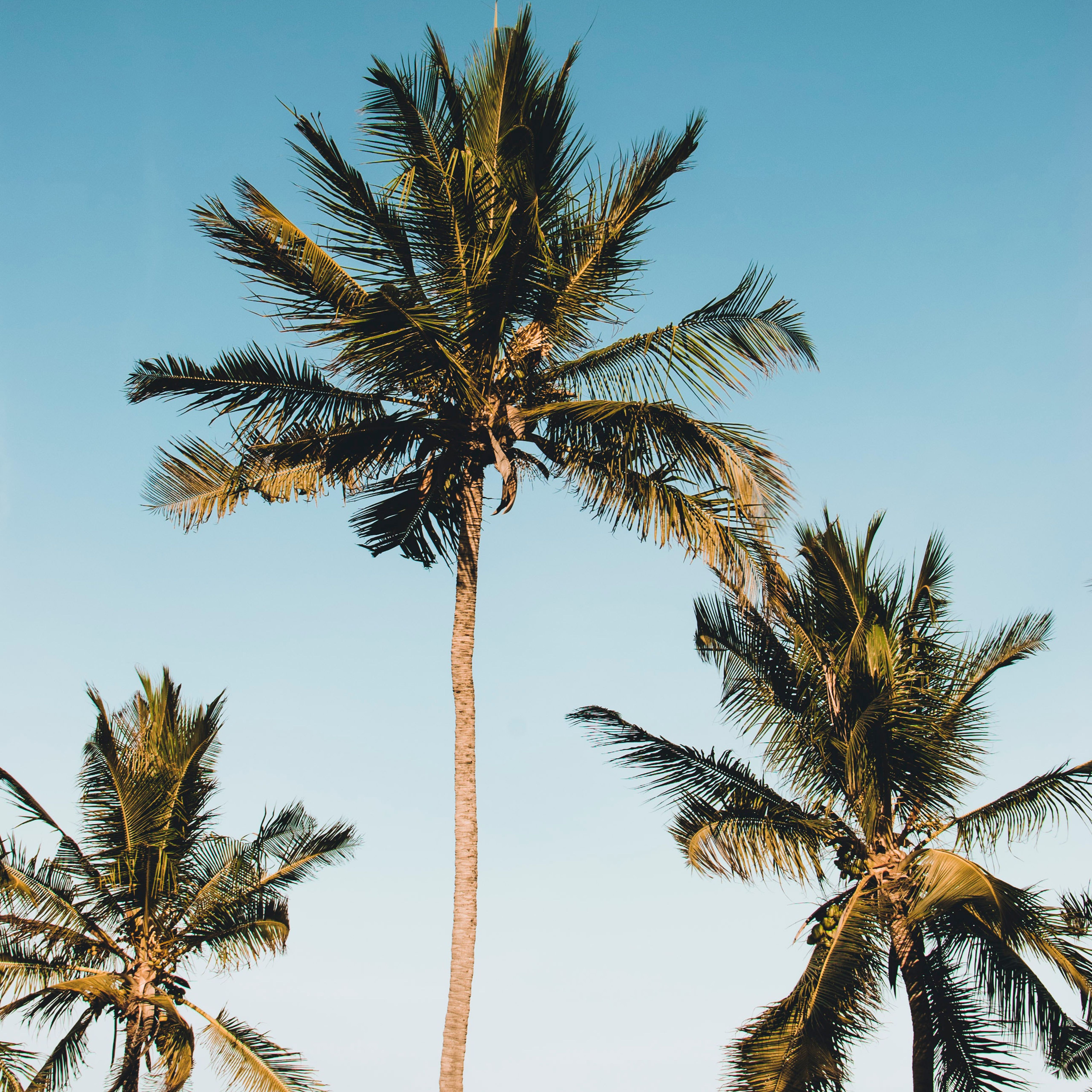 Nature Coconut Tree Summer Wallpaper