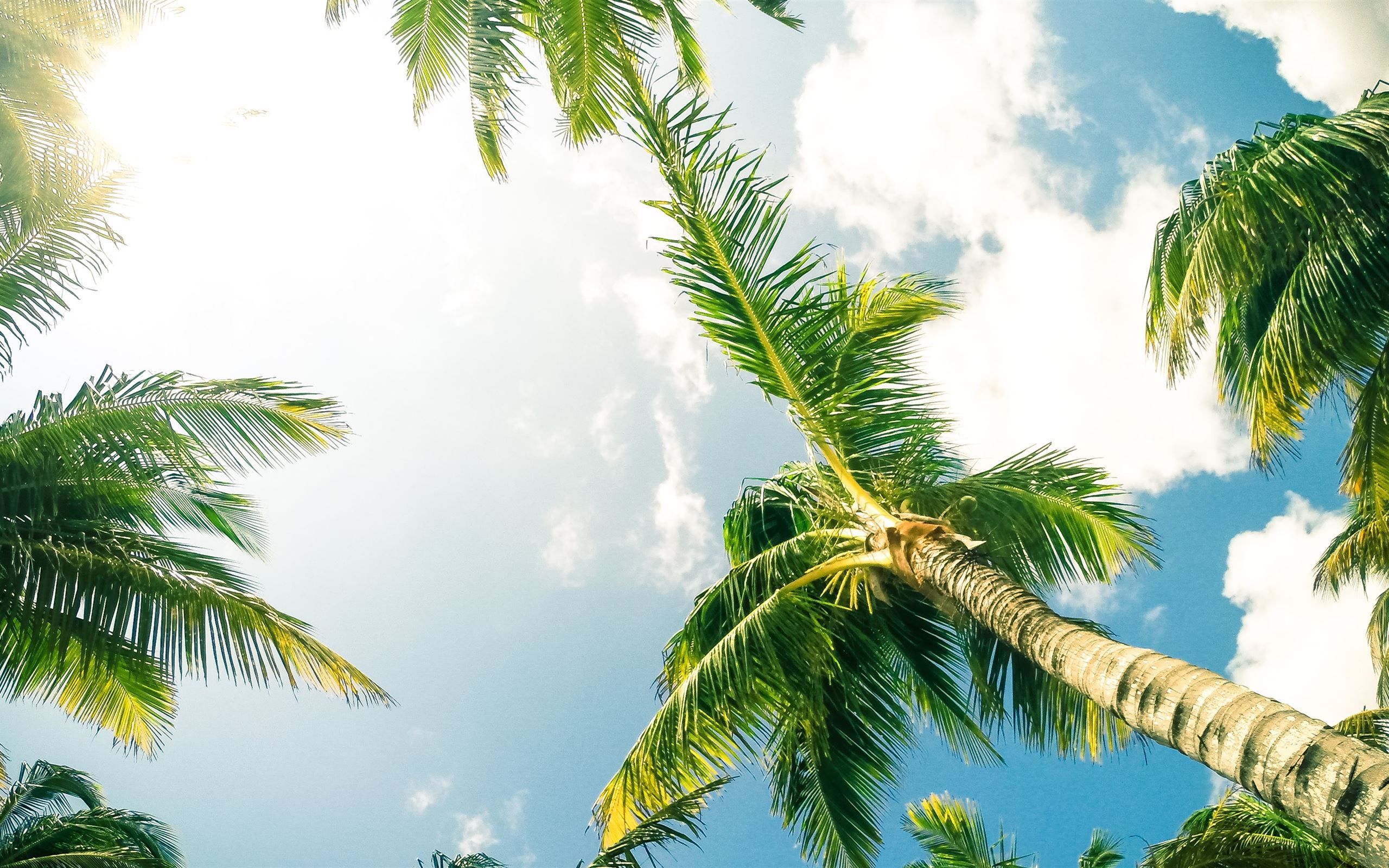Best Palm tree Mac Wallpaper Free HD Download
