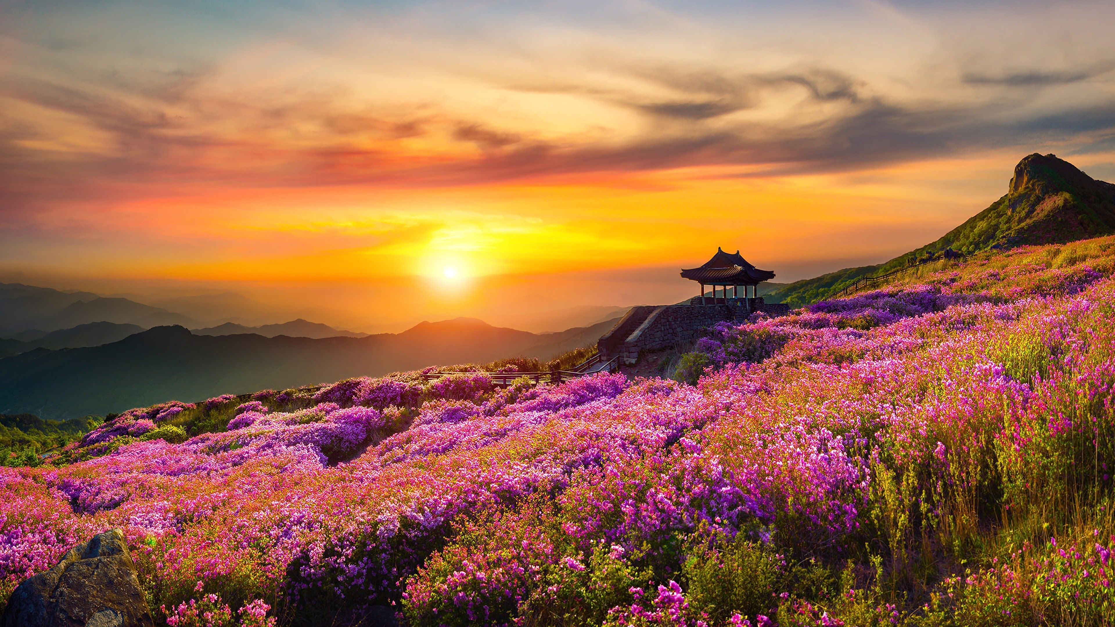 Flower Mountain Nature Landscape Sunset Scnery 4K Wallpaper