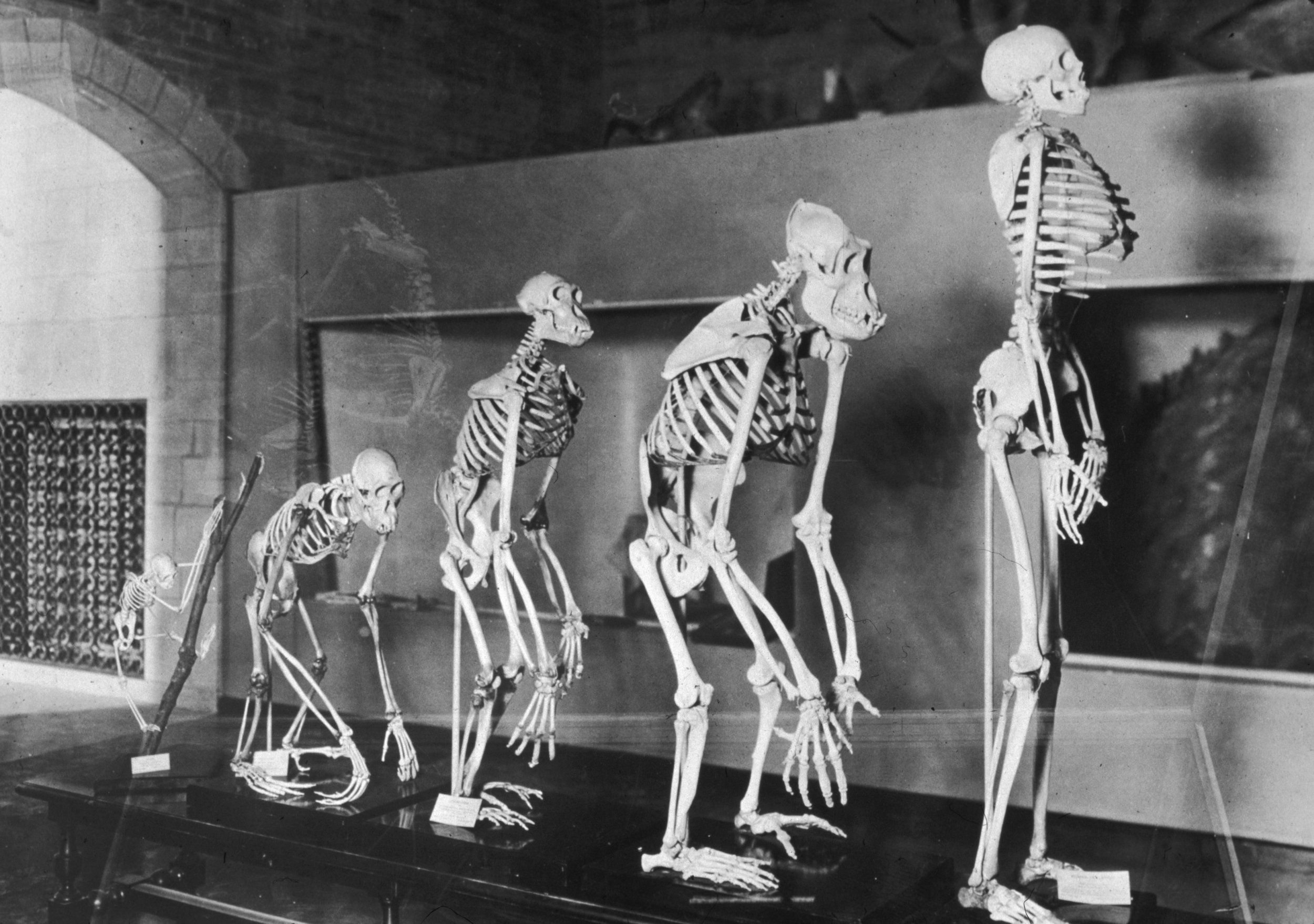 Human Evolution: Africa Exodus Made Homo Sapiens Shorter and Gave Them Arthritis