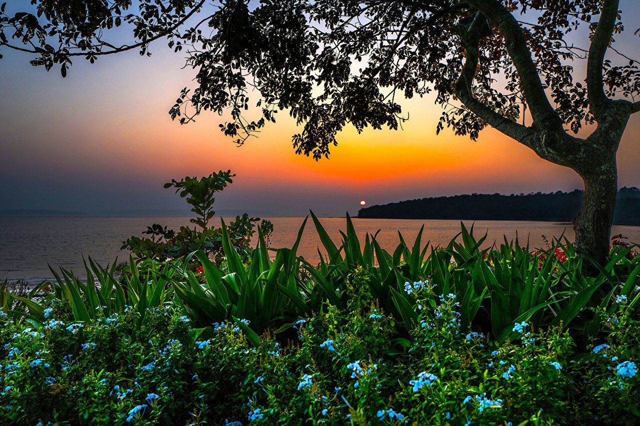 Photo India Bambolim beach Goa Nature sunrise and sunset landscape