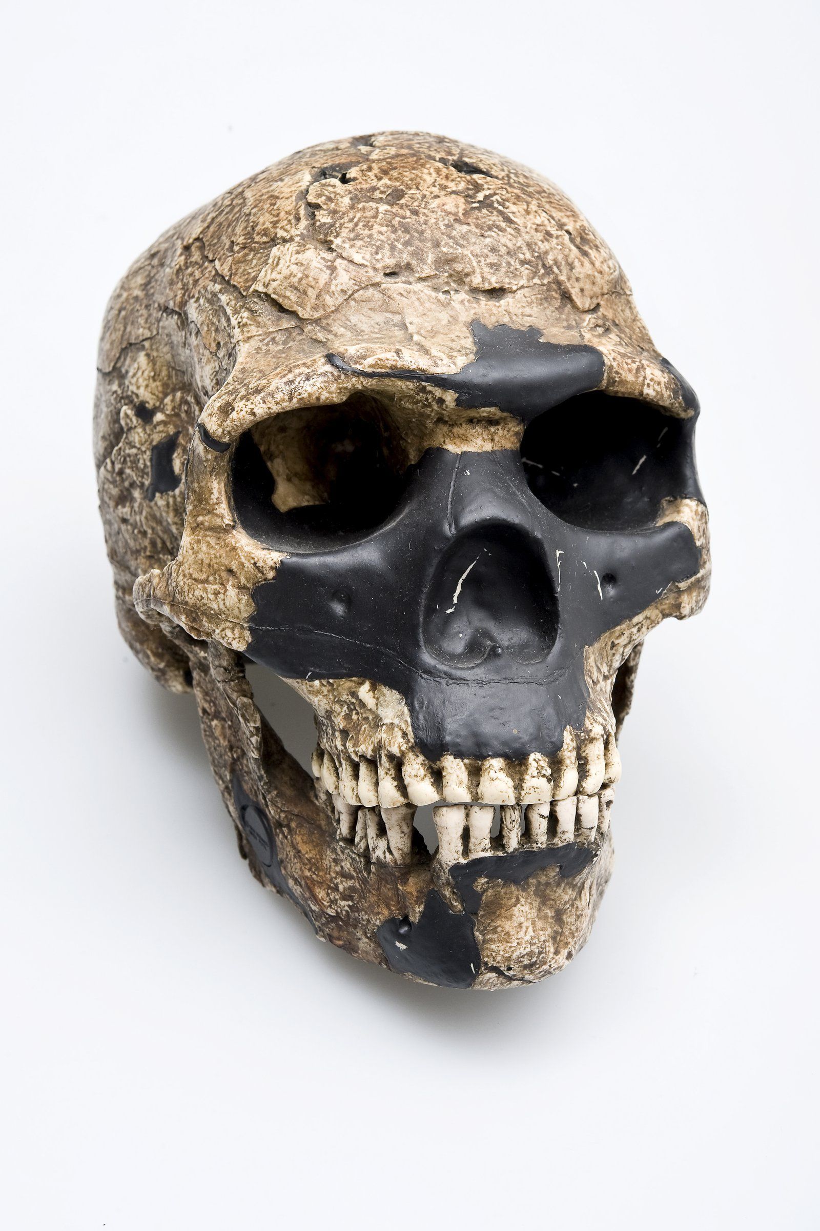 Human Evolution Skulls Australian Museum