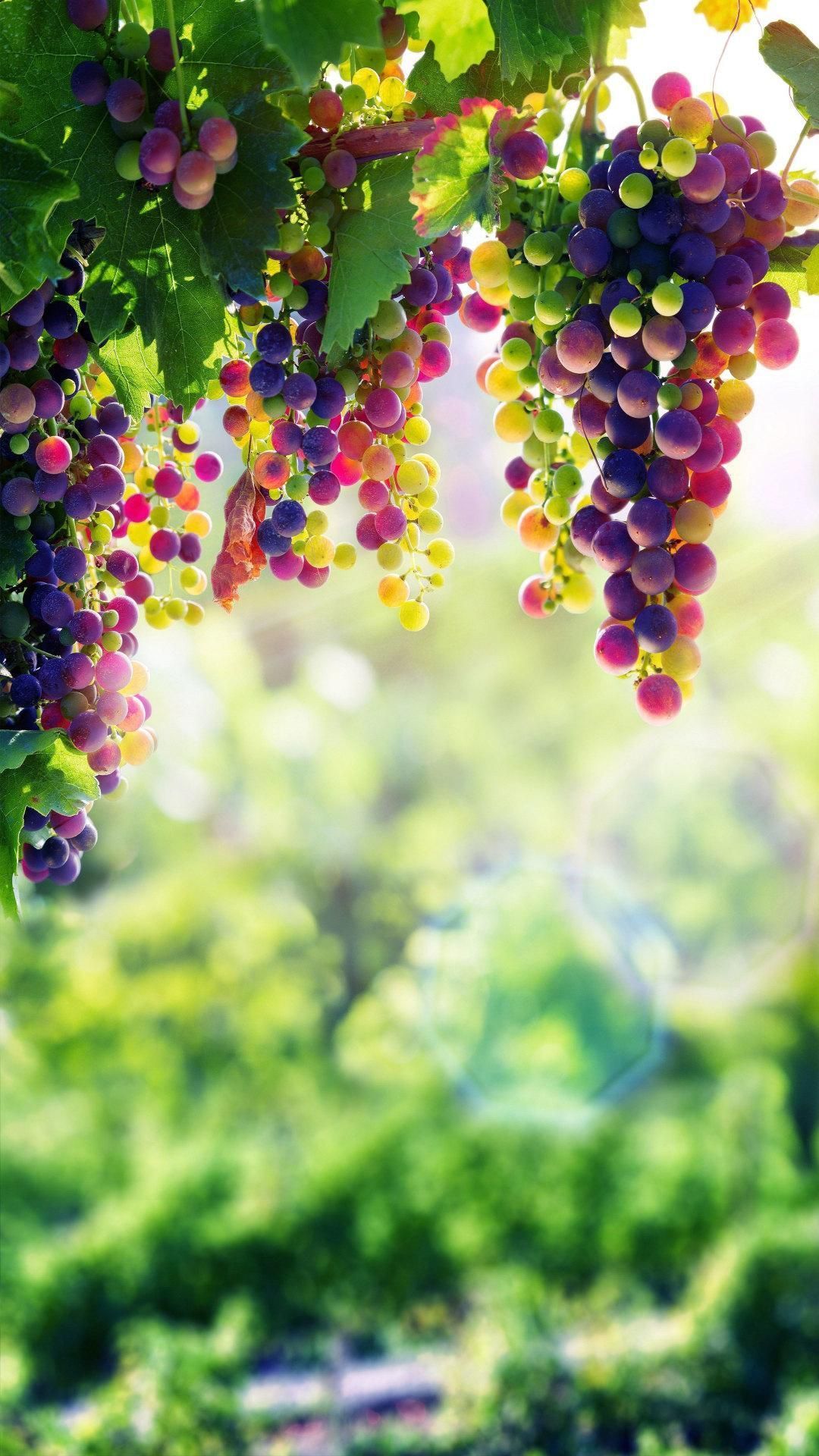 Grapes wallpaper Best 4K for Android. Grape wallpaper, Fruit wallpaper, Fruit photography