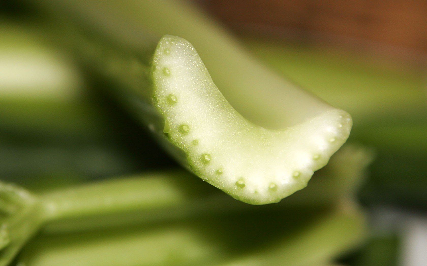 nature, Leaves, Plants, Cross, Section, Celery Wallpaper HD / Desktop and Mobile Background