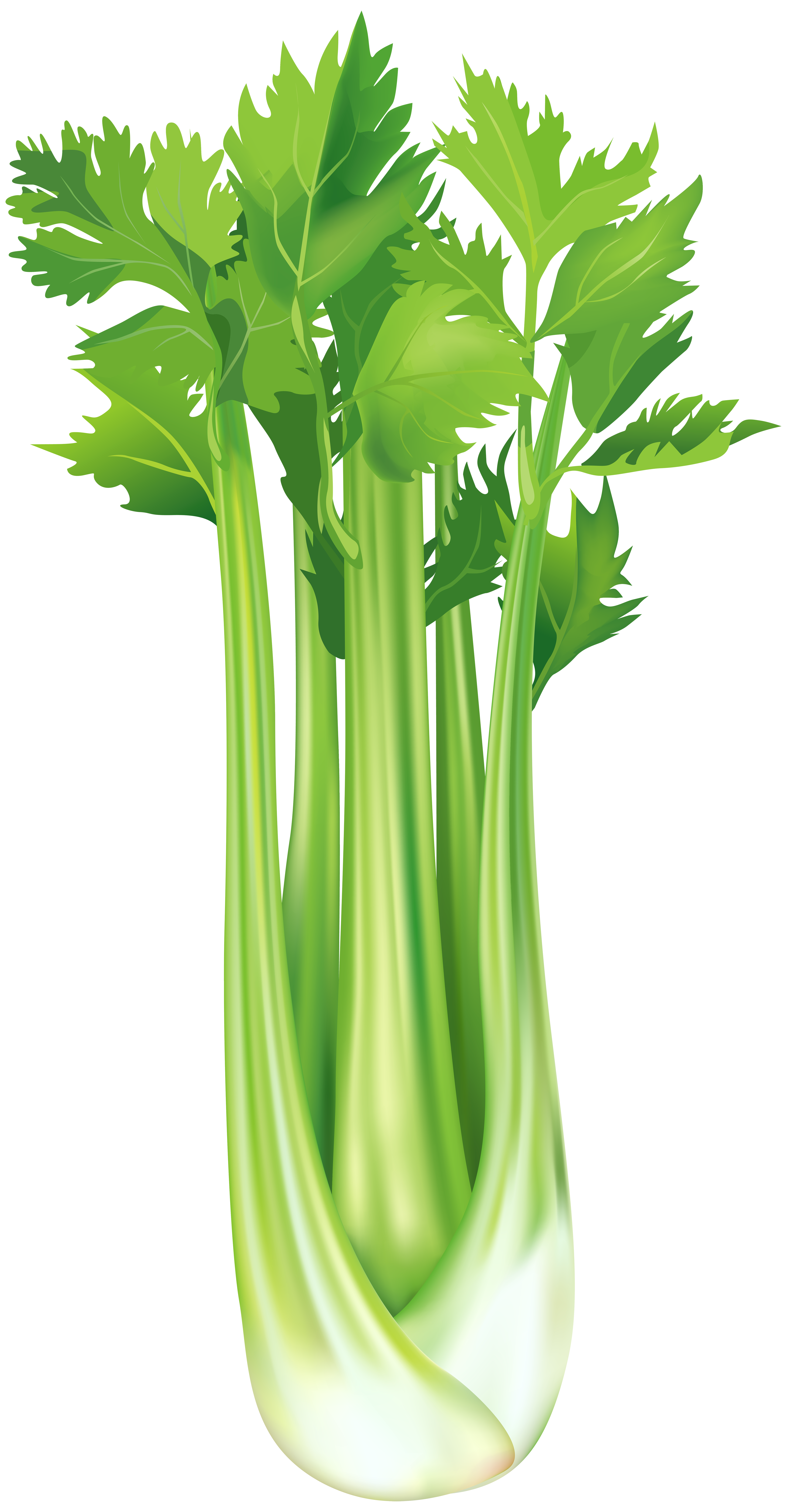 Celery Free PNG Clip Art Image​-Quality Image and Transparent PNG Free Clipart