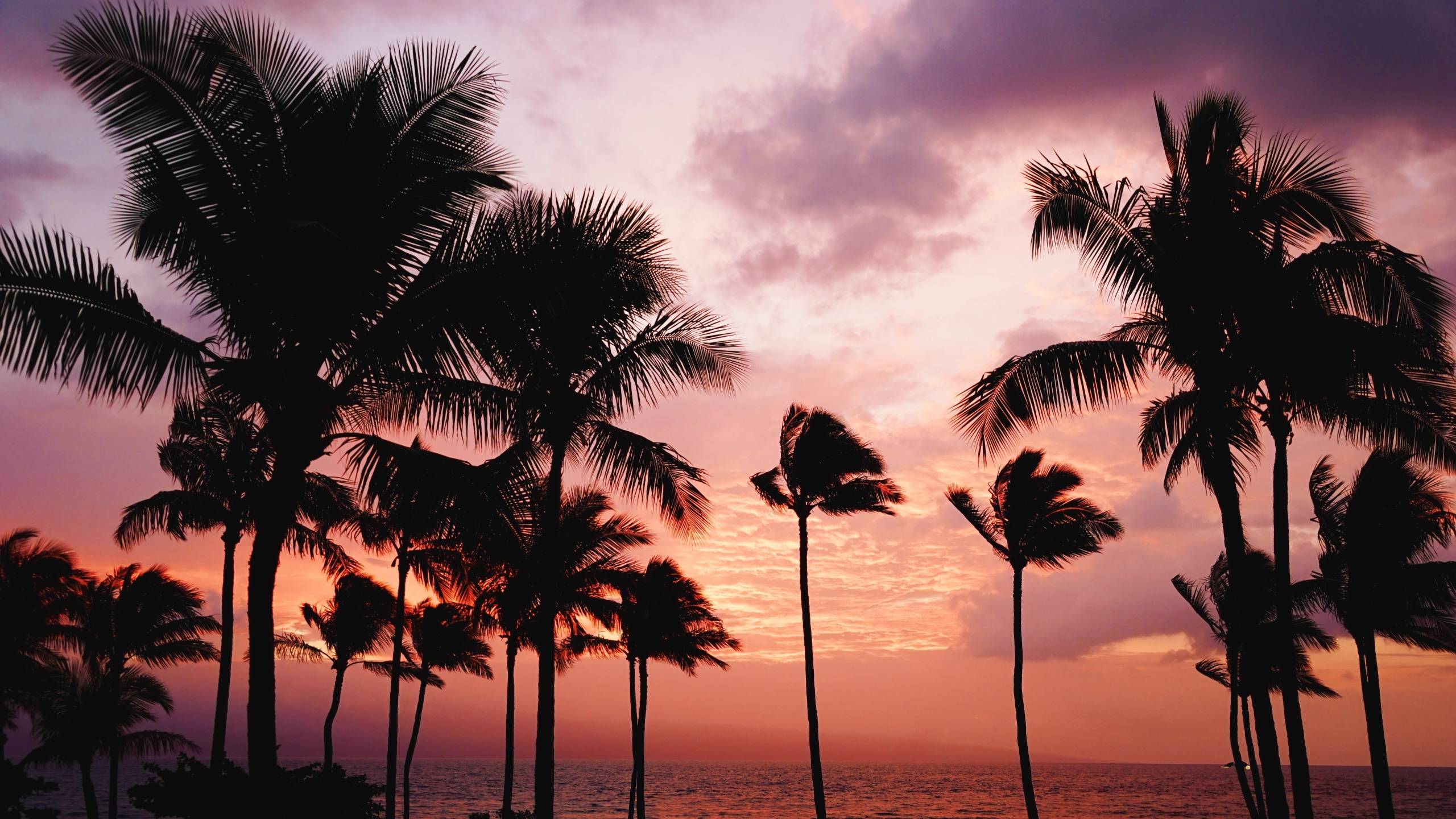 Palm Trees 4K Wallpaper Free Palm Trees 4K Background