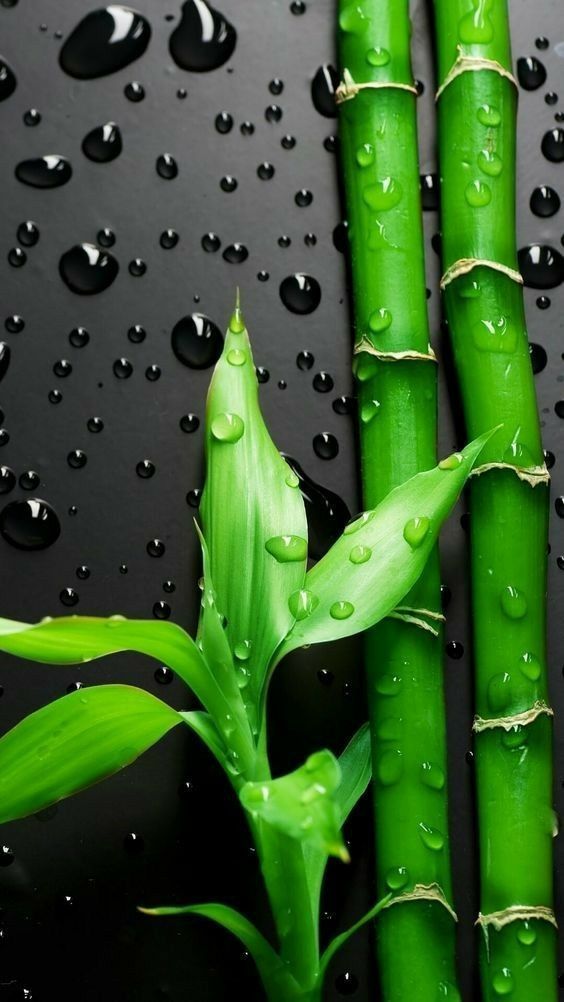 Green Wet Leave 4K Mobile Wallpaper. Colorful wallpaper, Smartphone wallpaper, Original iphone wallpaper