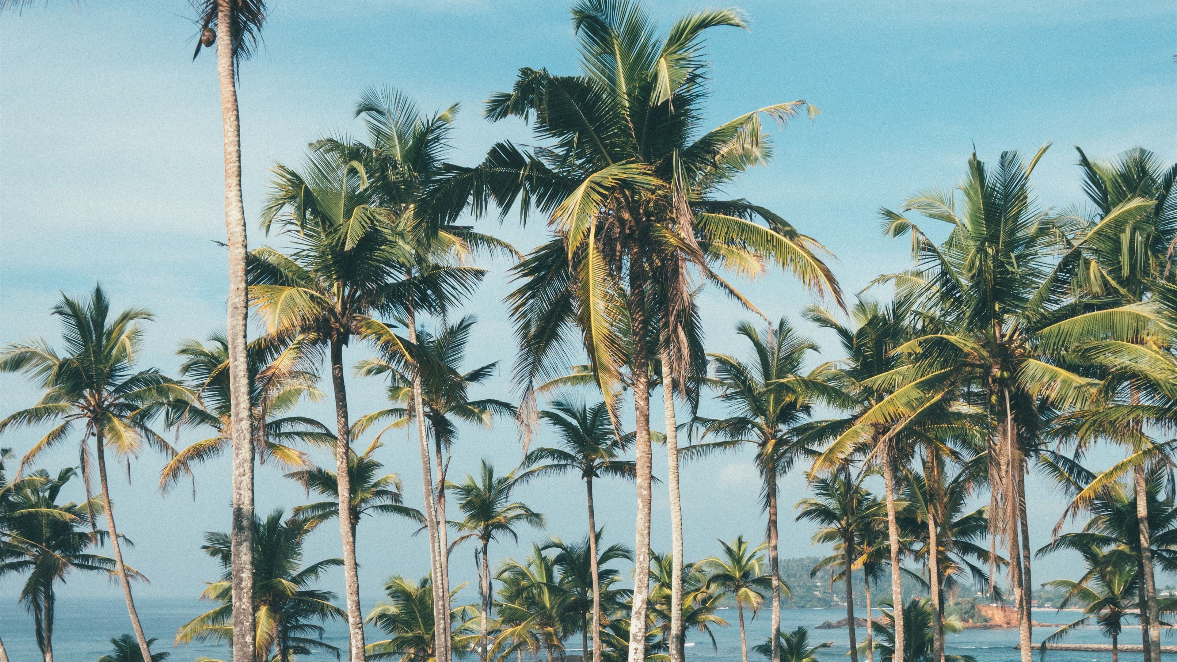 Wallpaper Palm trees, man, sea 3840x2160 UHD 4K Picture, Image