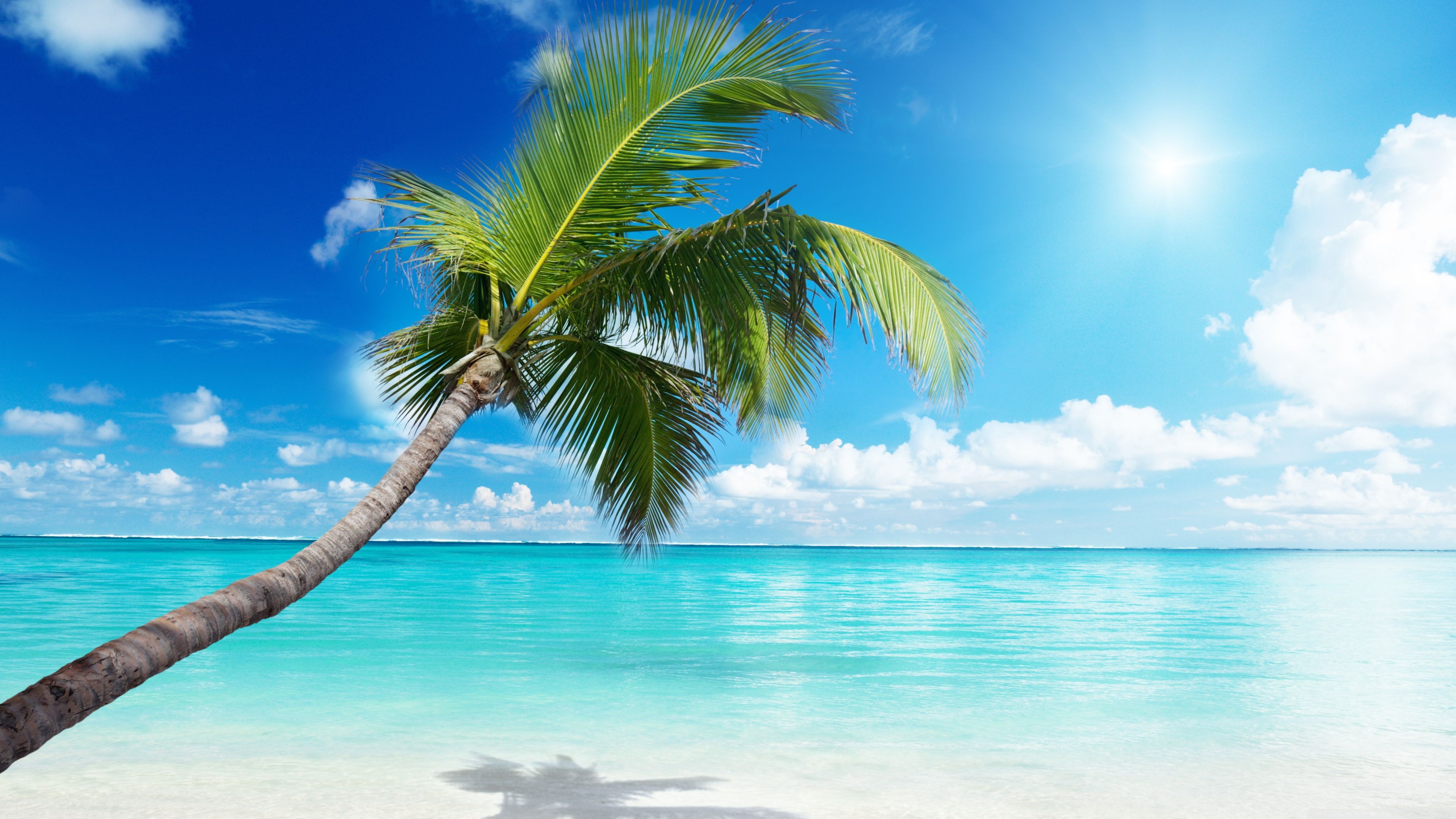 Free download Palm Tree Beach 4K HD Desktop Wallpaper for 4K Ultra HD TV [3840x2160] for your Desktop, Mobile & Tablet. Explore Beach Wallpaper 1024x768. Beach Picture for Computer