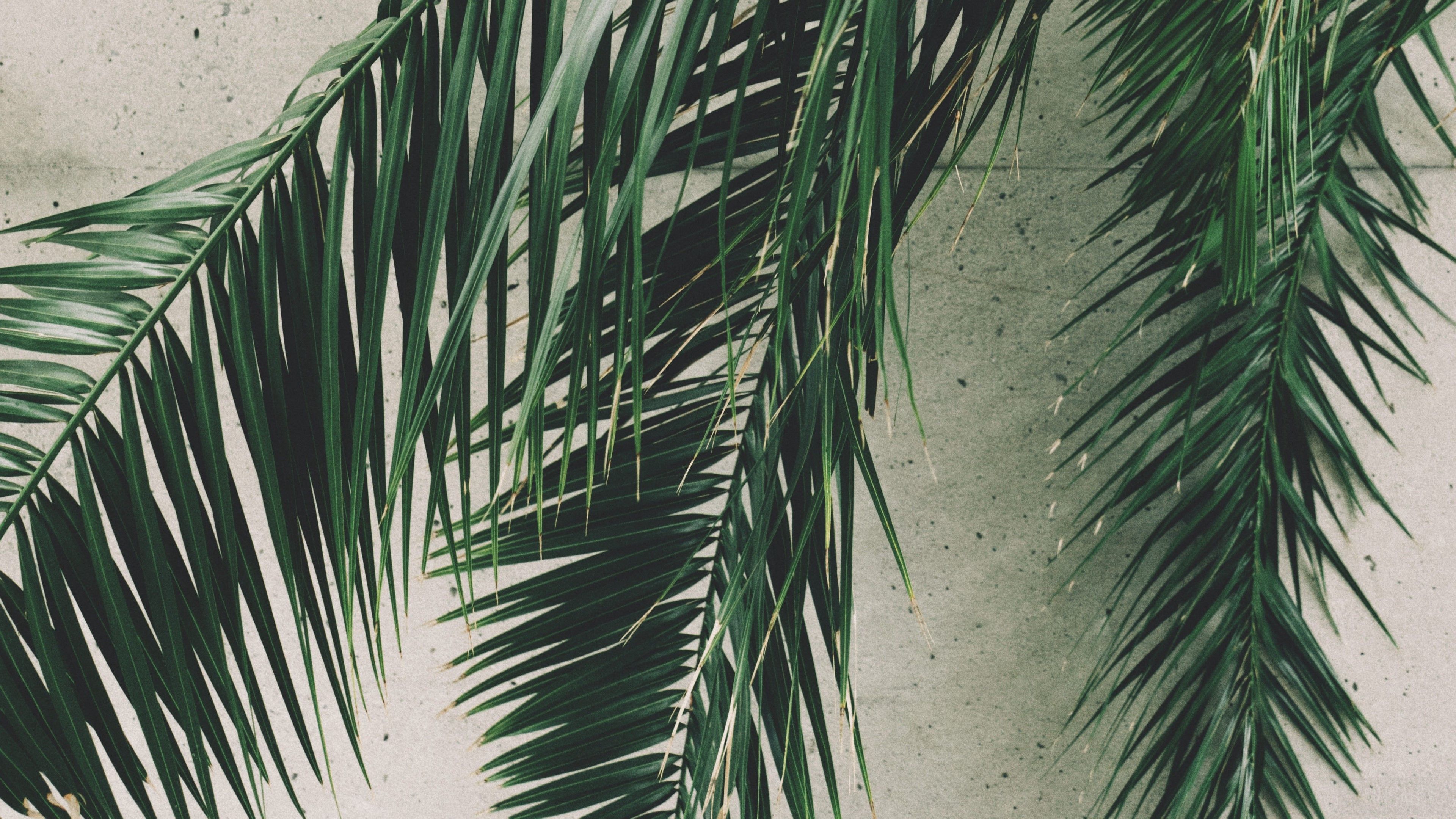 palm HD wallpaper, Background