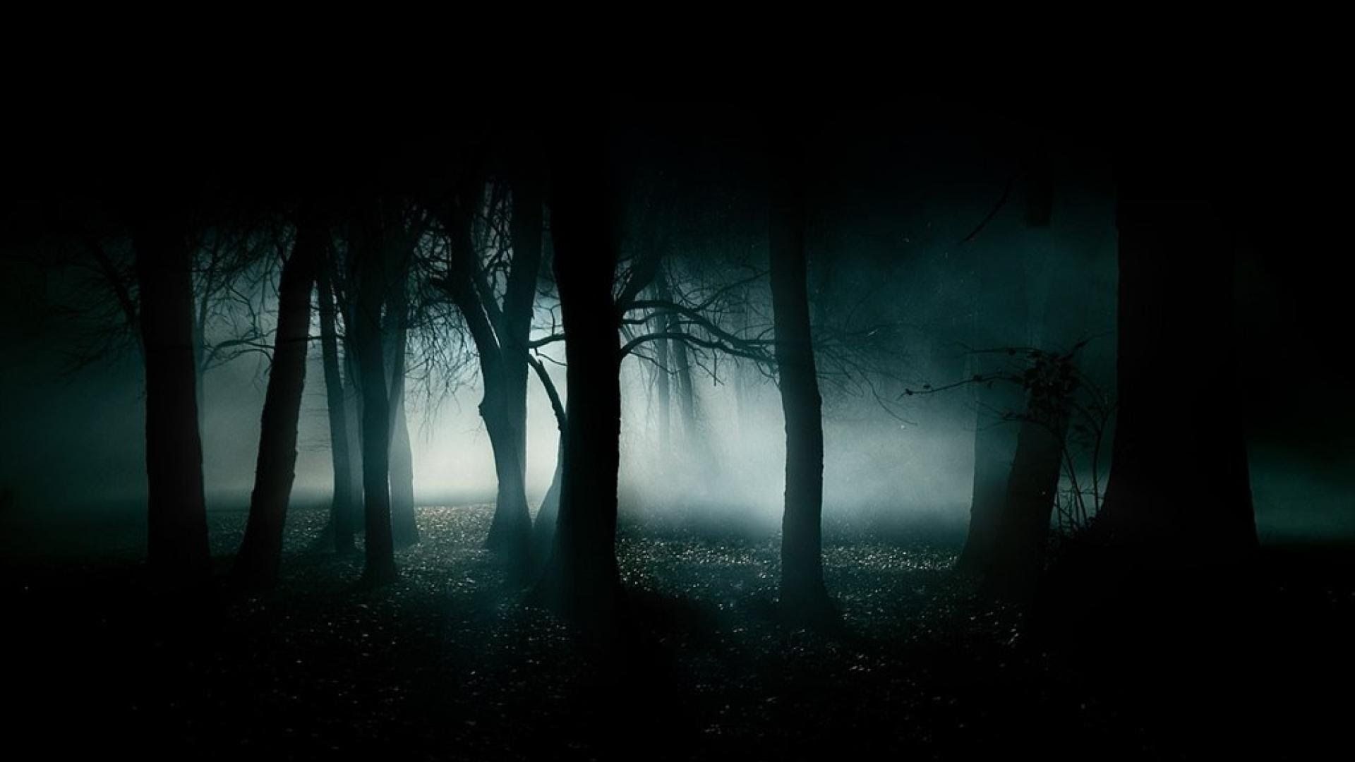 Night Forest Wallpaper