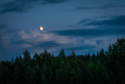 30,Best Night Forest Photo · 100% Free Downloads