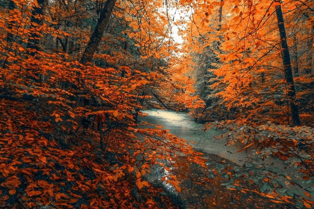 Beautiful And Cosy Fall Computer Background Fall HD Wallpaper