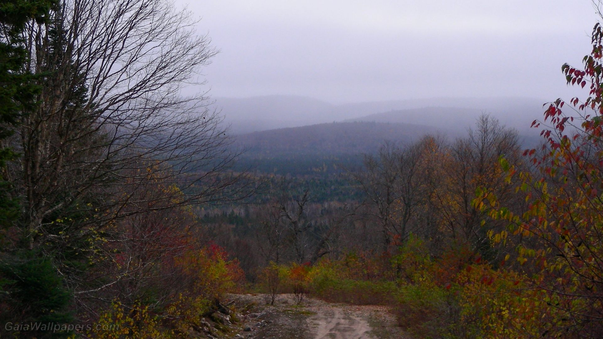 Forest fading into the misty mountain wallpaper 1920x1080 Desktop Wallpaper