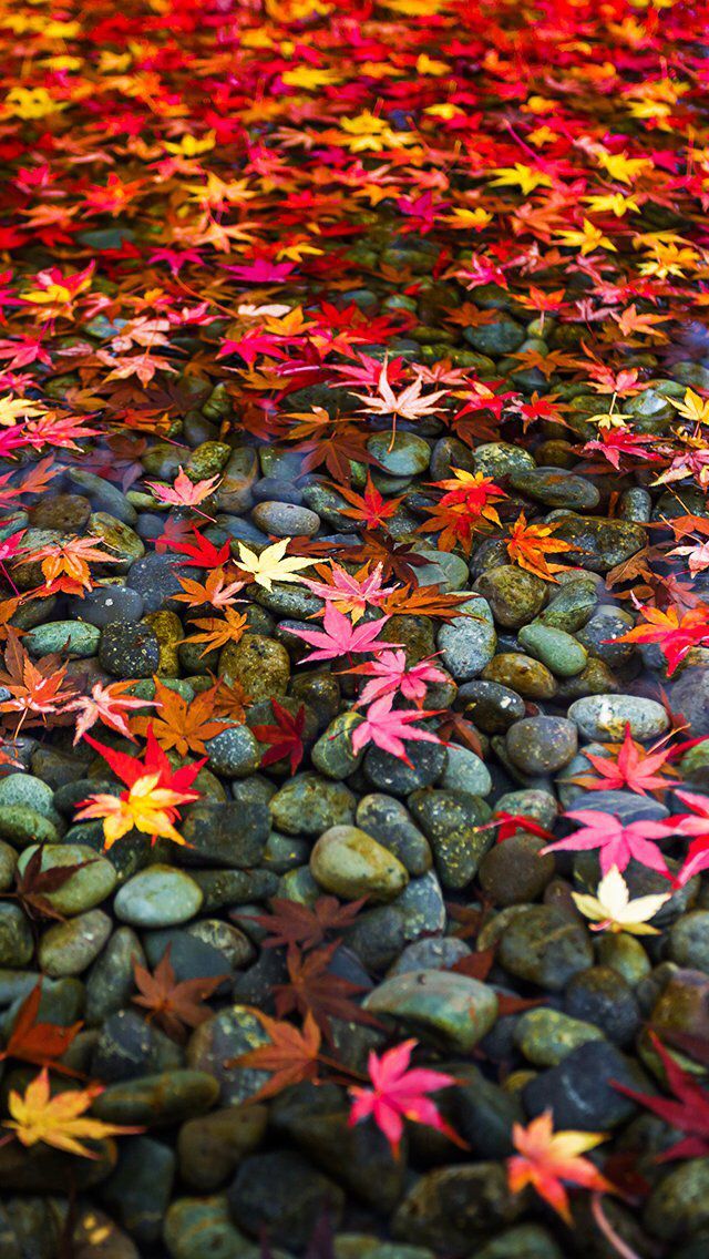 Free download Fall Wallpaper iPhone 551183 Autumn Wallpaper For Mobile HD [640x1136] for your Desktop, Mobile & Tablet. Explore Fall Wallpaper Picture. Beautiful Fall Picture Wallpaper