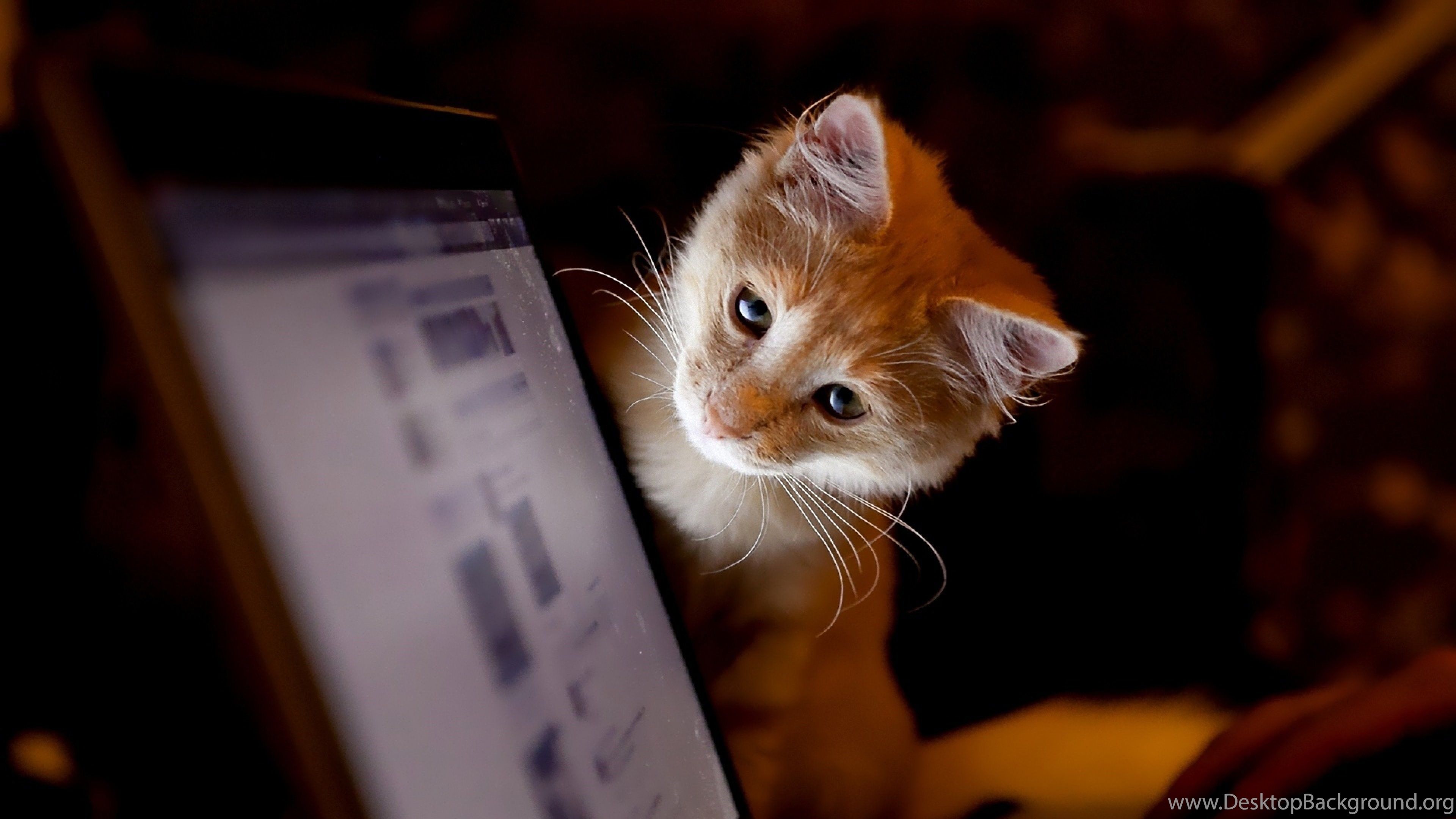 Wallpaper 4K Pc Cat 34 Caterpillar Desktop Background On Hipwallpaper Caterpillar Wallpaper Caterpillar Machines Wallpaper And Caterpillar Construction Wallpaper, funny animals, cat, 5k