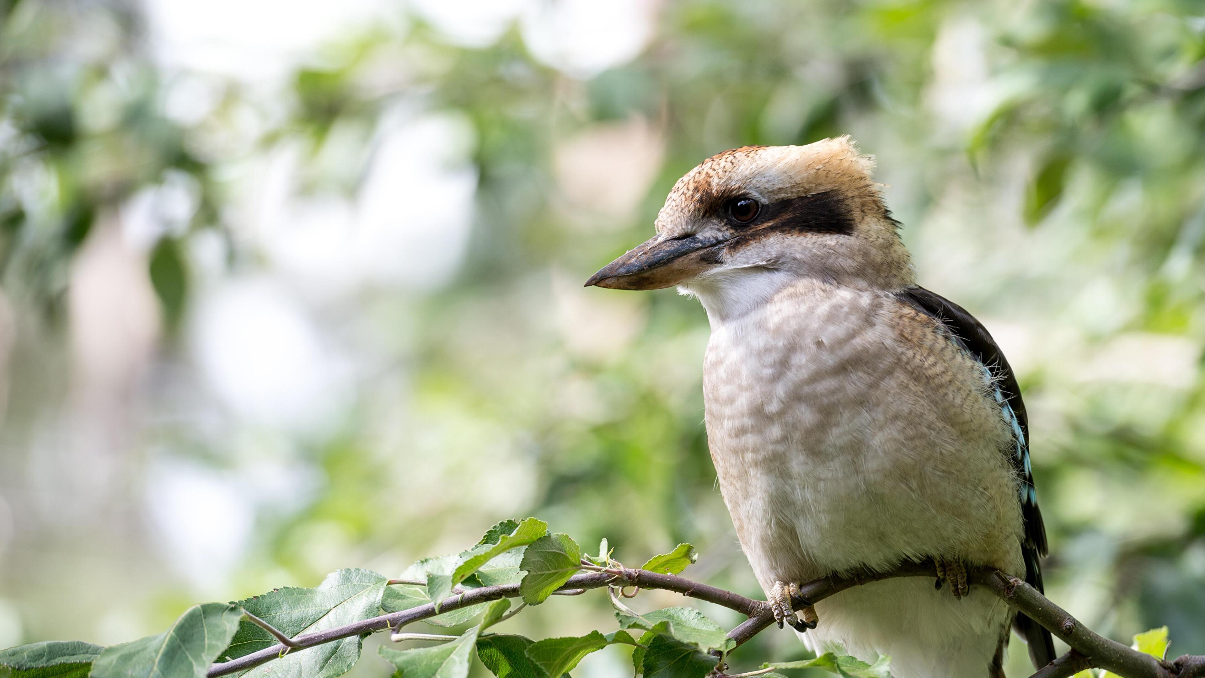 Kookaburra 4K wallpaper for your desktop or mobile screen free and easy to download