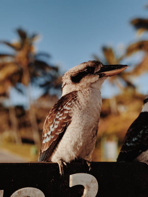 Best Kookaburra Photo · 100% Free Downloads