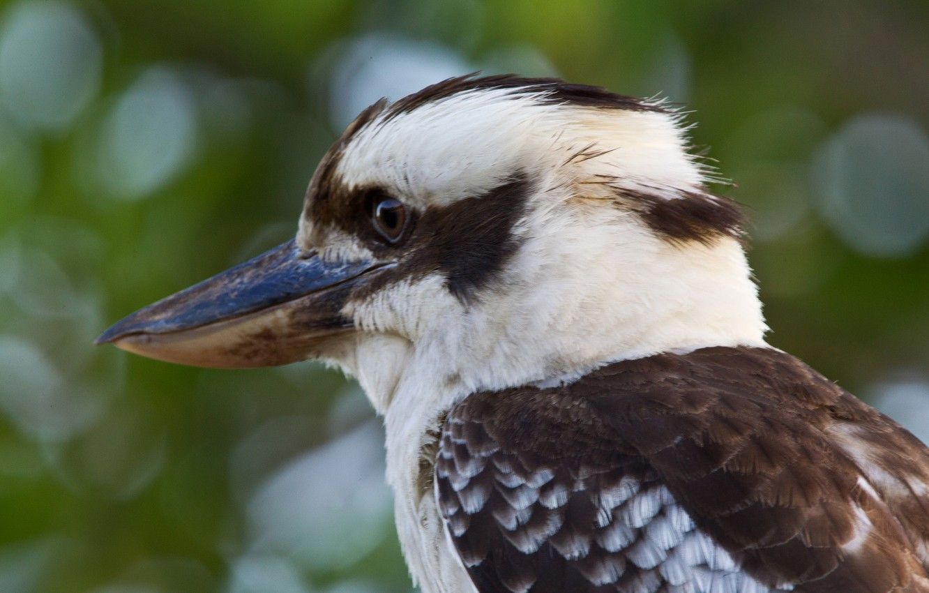 Wallpaper bird, beak, the laughing Kookaburra image for desktop, section животные