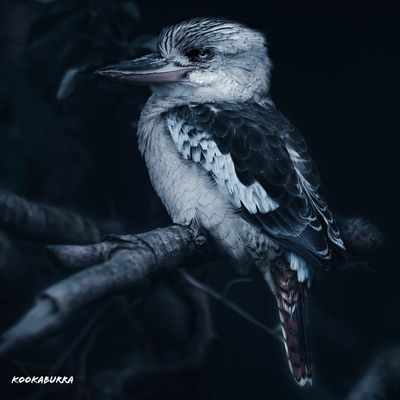 Kookaburra Bird HD Wallpaper