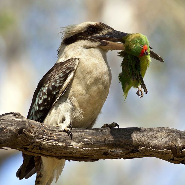 Australian kookaburra hi-res stock photography and images - Alamy