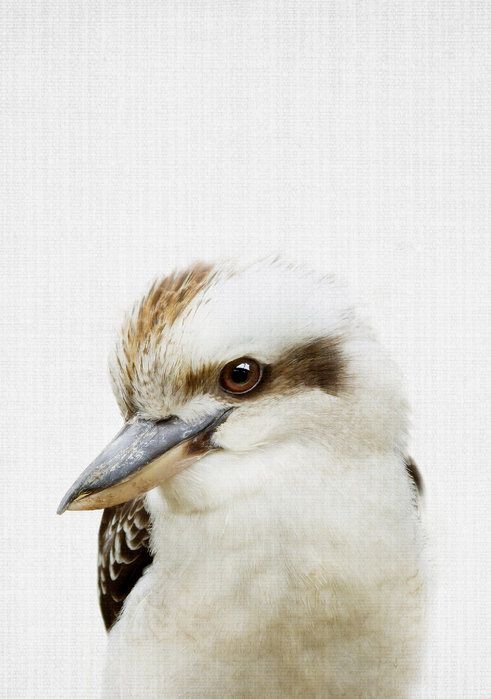 My favorite Australian bird: Laughing Kookaburra | Pavel | Flickr