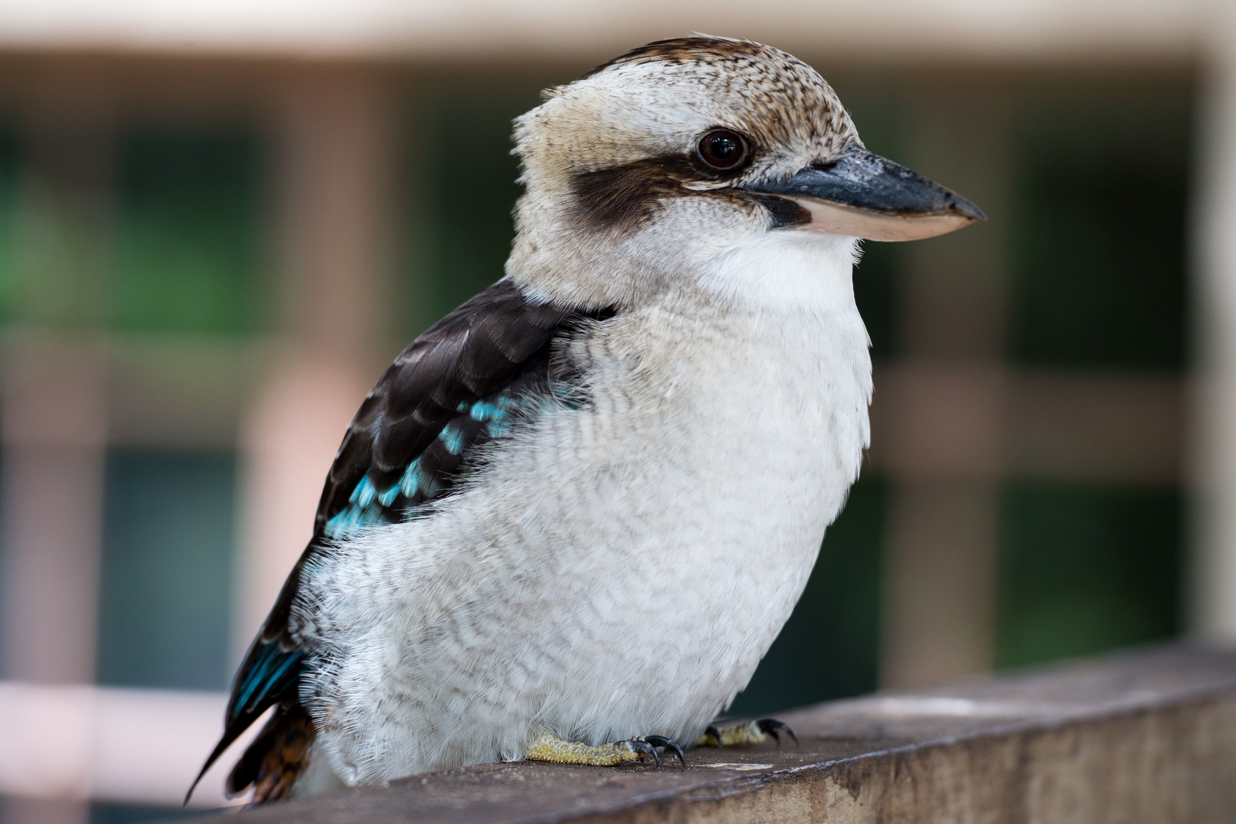 4K, Kookaburra, Birds, Closeup, Bokeh. Mocah HD Wallpaper