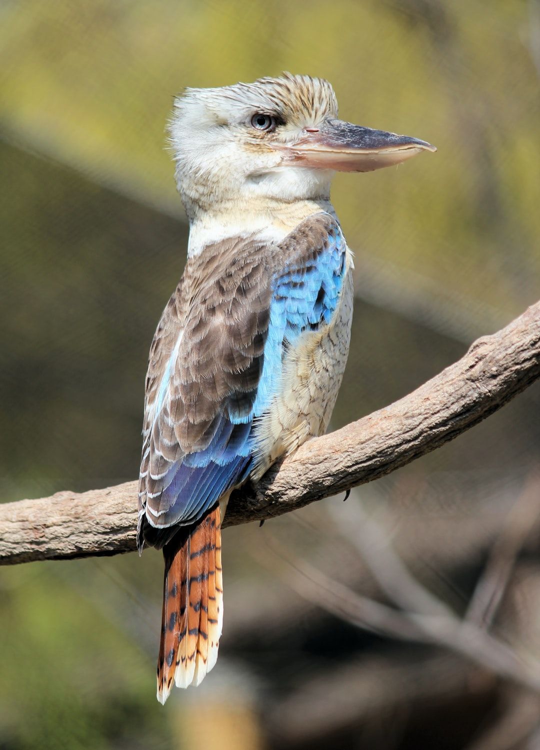 Kookaburra Picture. Download Free Image