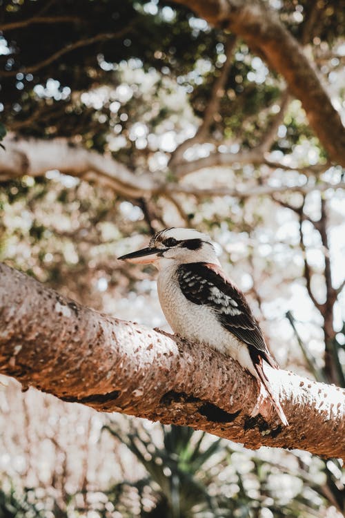 Best Kookaburra Photo · 100% Free Downloads
