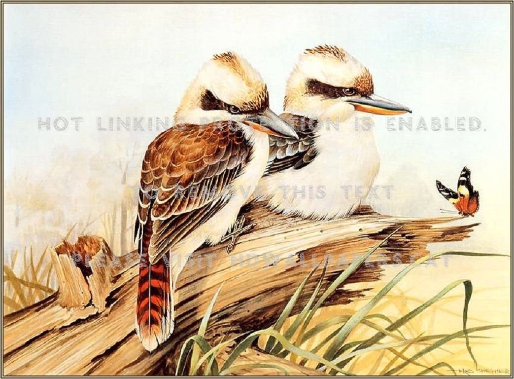 pair of kookaburra's branch two birds