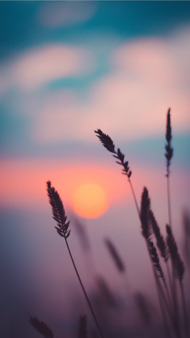 Best Sunset iPhone HD Wallpaper