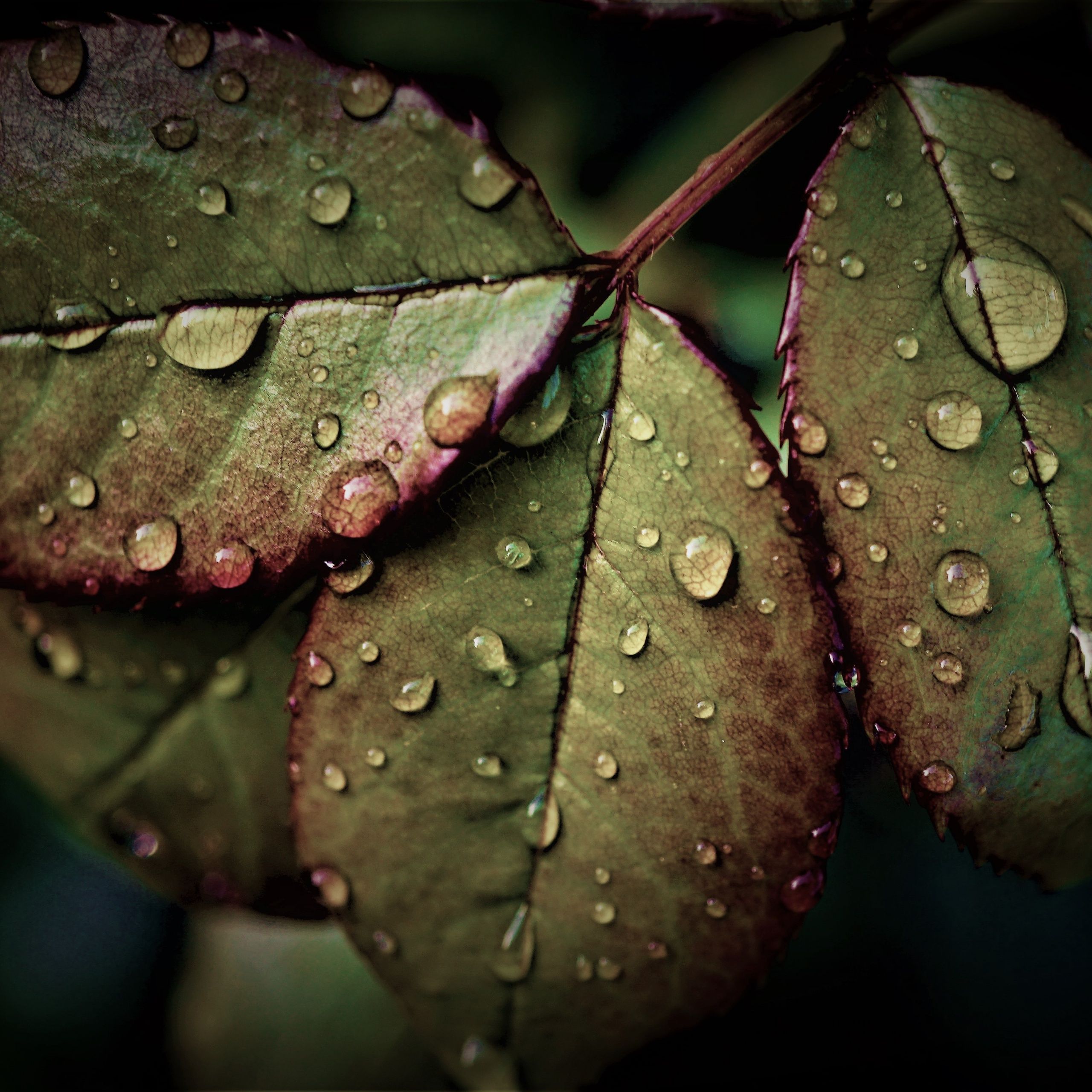 Wet Leaves 4K Wallpaper, Rainy Weather, Water drops, Closeup, macro, Rain drops, HDR, Pattern, 5K, Nature
