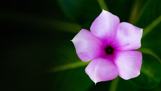 Beautiful 4K Wallpaper. Pink Cayenne Jasmine Madagascar Periwinkle Vinca