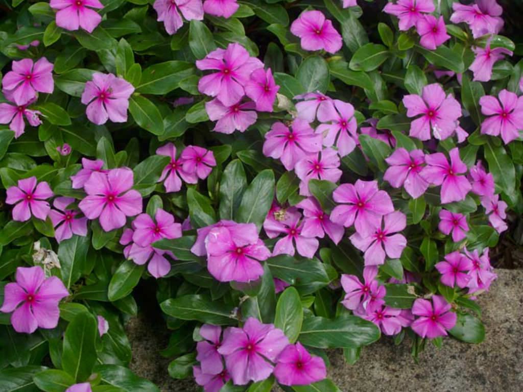 Catharanthus roseus (Madagascar Periwinkle). World of Flowering Plants