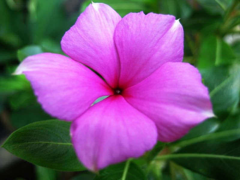 Rosy Periwinkle l Startling Fact Breathing Planet