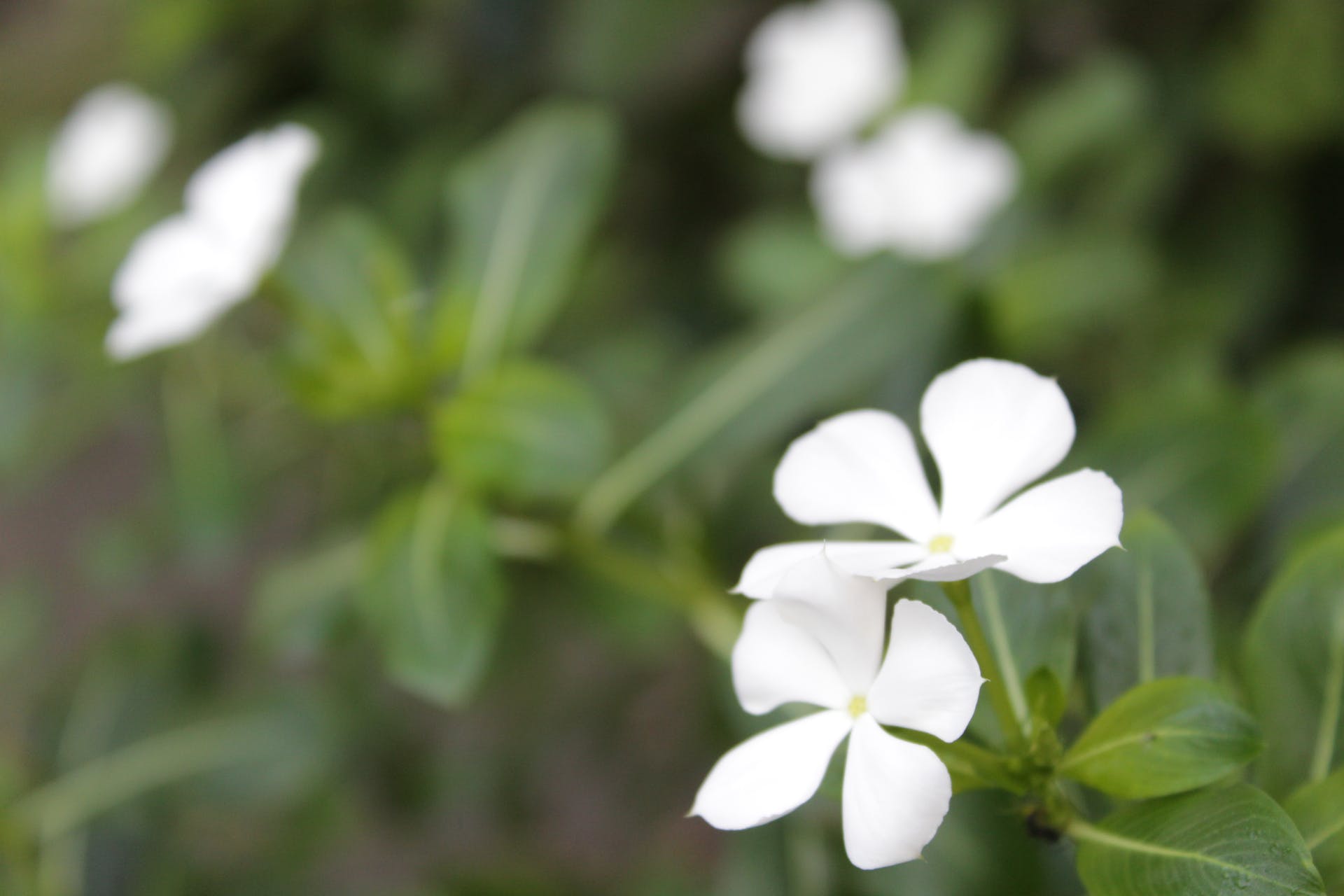 White Madagascar Periwinkle Flower Madagascar Periwinkle Catharanthus Roseus White Catharanthus Roseus