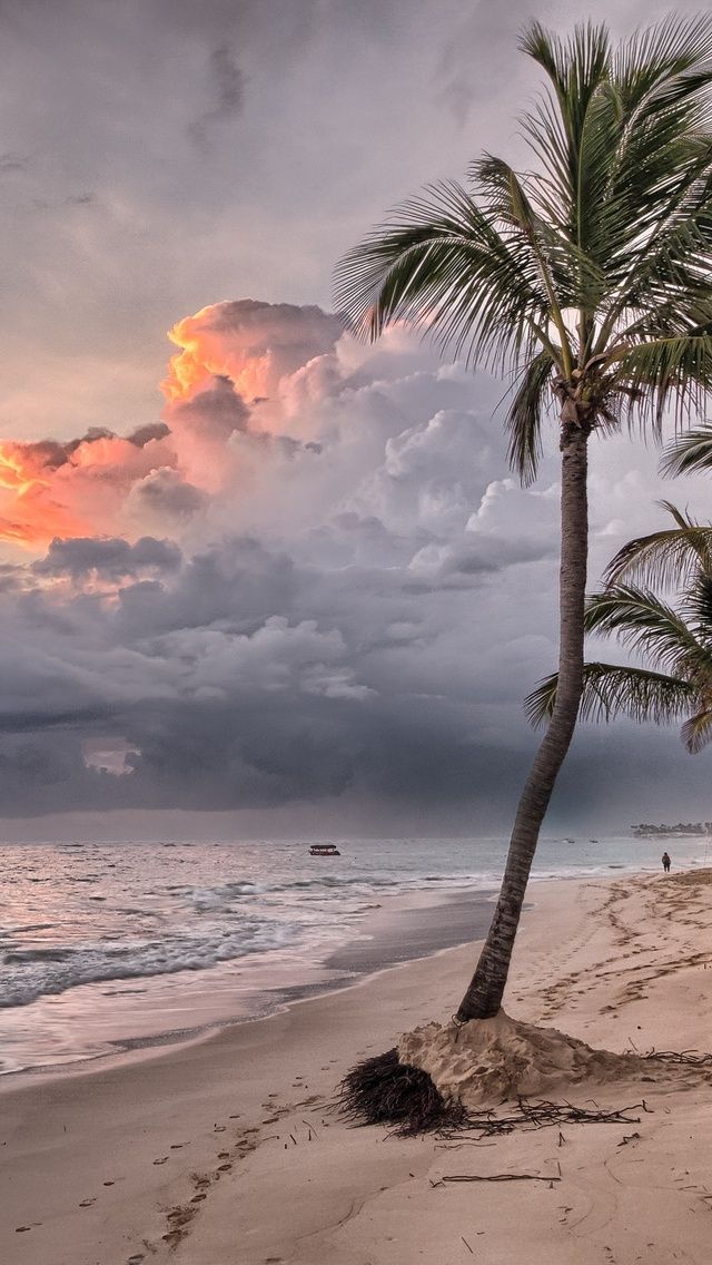 Beach Summer Ocean Trees Wind Flowing iPhone 5, 5c, 5S, SE , Ipod Touch HD 4k Wallpaper, Image, Background, Photo and Picture